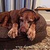 Premier Tweed Dog Bed - Jack